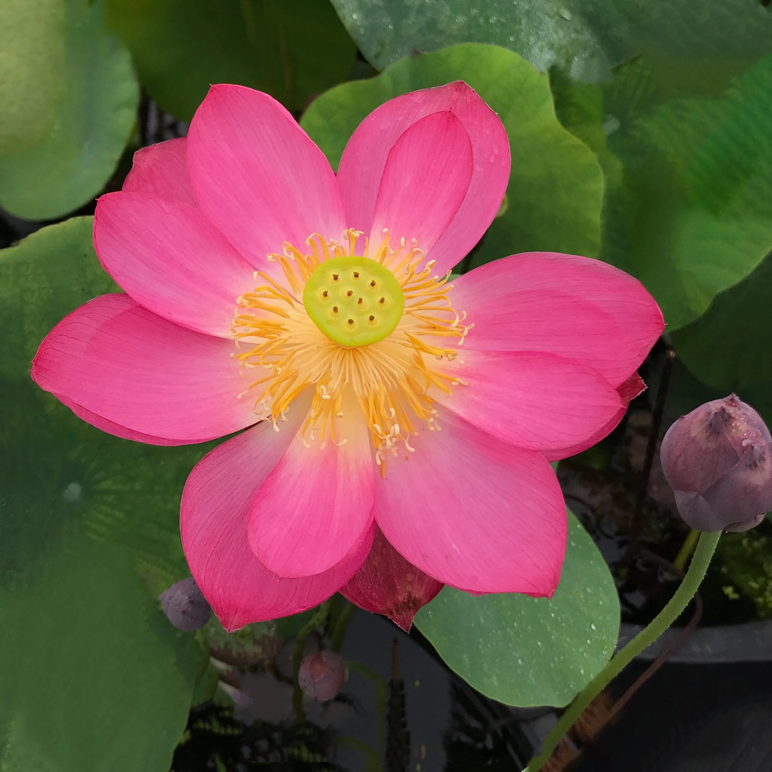 Little Longevity Star Lotus  <br> Brilliant-Red Blooms!