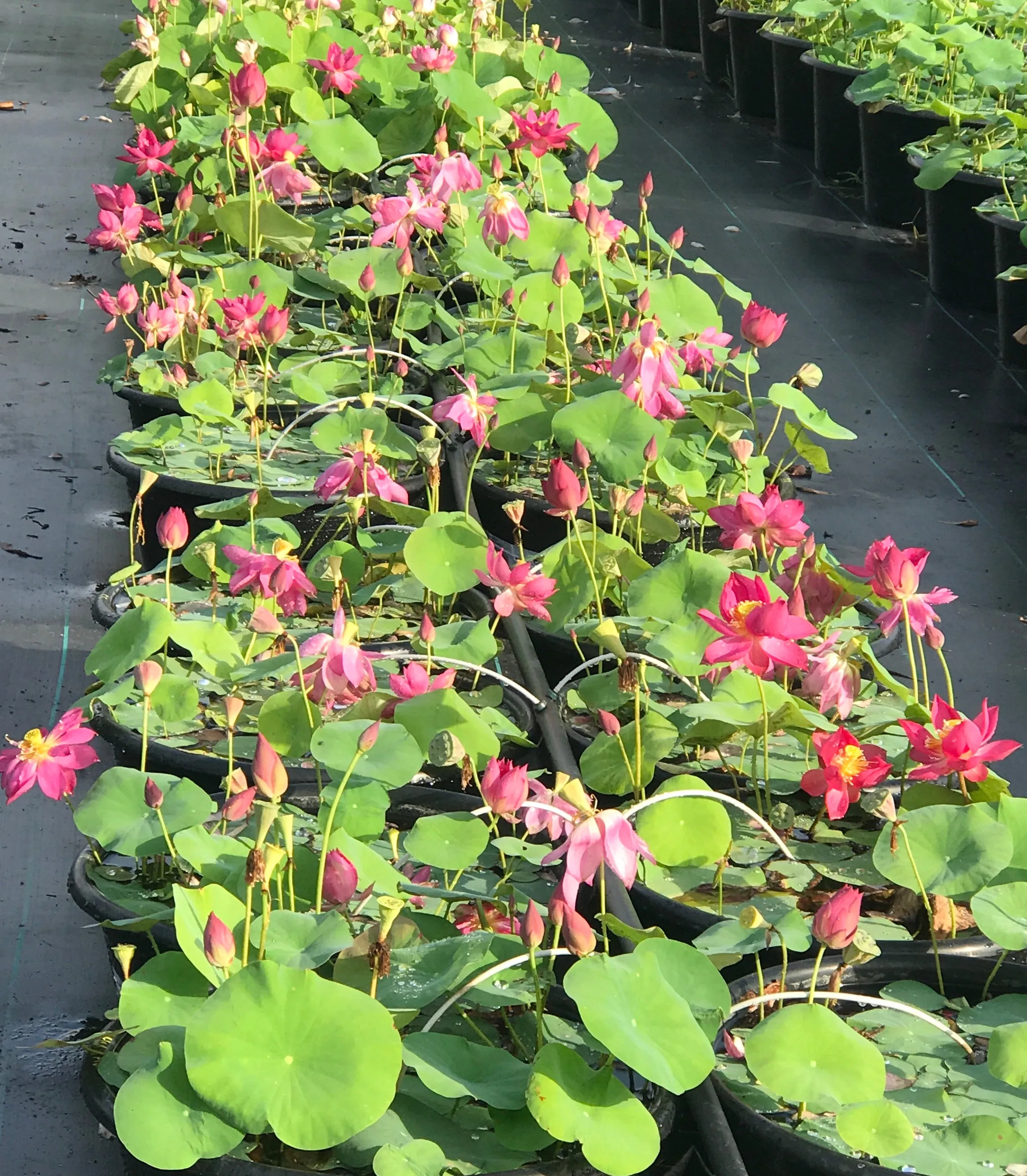 Little Longevity Star Lotus  <br> Brilliant-Red Blooms!