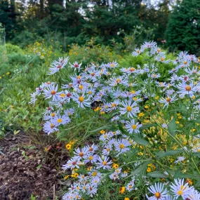 Zig Zag Aster - Symphyotrichum prenanthoides